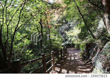 Meiji Forest Minoh Quasi-National Park/November [Mino City, Osaka Prefecture] 109073615