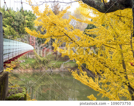 銀杏葉和湖邊吊橋 109073750