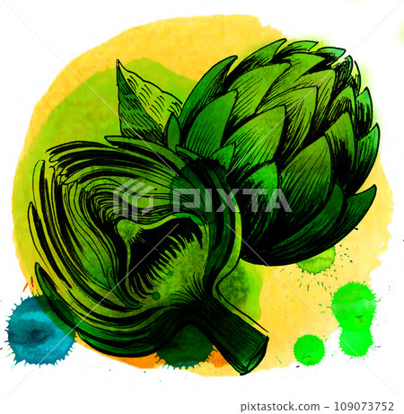 Artichoke crop. Hand-drawn vintage styled ink and watercolor illustration Artichoke crop. Hand-drawn vintage styled ink and watercolor illustration 109073752