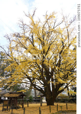 Ginkgo tree Sainenji Ginkgo tree Sainenji 109073781