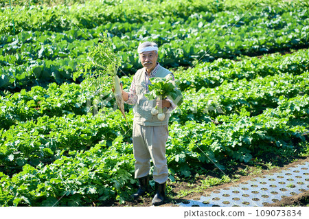 A man holding freshly harvested radish and turnips in his hands 109073834