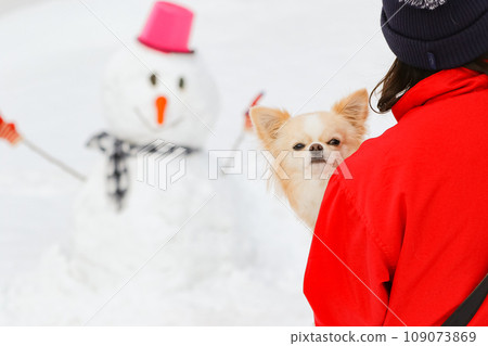 米色吉娃娃被主人抱著 109073869