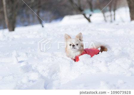 一隻米色的吉娃娃穿著衣服在雪地上快樂地嬉戲 一隻米色的吉娃娃穿著衣服在雪地上快樂地嬉戲 109073928