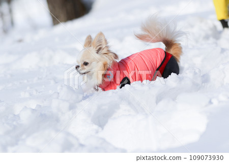 一隻米色的吉娃娃穿著衣服在雪地上快樂地嬉戲 109073930