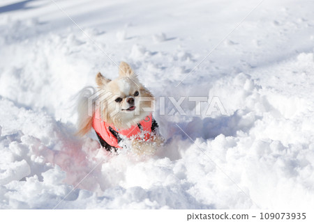 一隻米色的吉娃娃穿著衣服在雪地上快樂地嬉戲 109073935