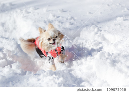 一隻米色的吉娃娃穿著衣服在雪地上快樂地嬉戲 一隻米色的吉娃娃穿著衣服在雪地上快樂地嬉戲 109073936