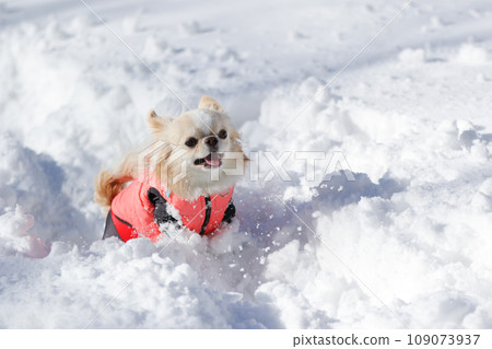 一隻米色的吉娃娃穿著衣服在雪地上快樂地嬉戲 109073937