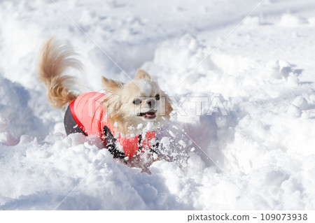 A cream-colored Chihuahua wearing clothes frolicking happily on the snow A cream-colored Chihuahua wearing clothes frolicking happily on the snow 109073938