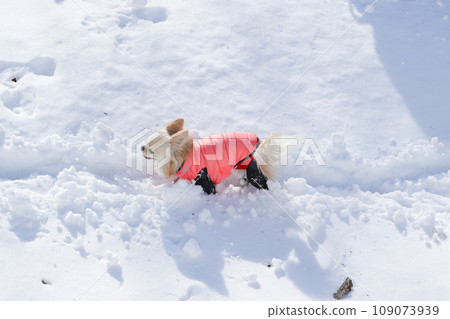 一隻米色的吉娃娃穿著衣服在雪地上快樂地嬉戲 109073939