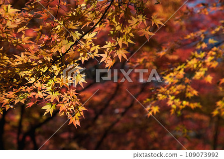 Autumn leaves dyed in autumn colors 109073992