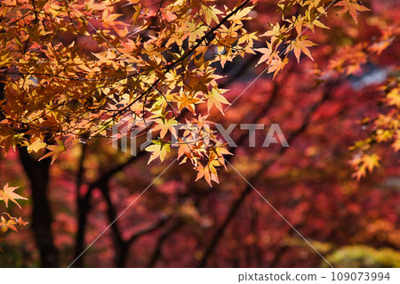 Autumn leaves dyed in autumn colors Autumn leaves dyed in autumn colors 109073994