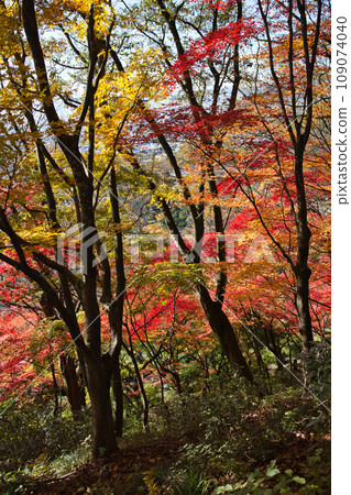 西山公園的楓樹已經落葉了 西山公園的楓樹已經落葉了 109074040