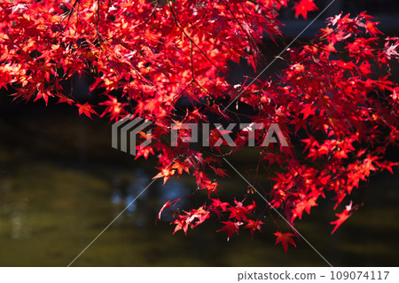 西山公園的楓樹已經落葉了 109074117