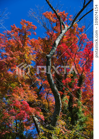 Maple trees in Nishiyama Park have reached their autumn leaves Maple trees in Nishiyama Park have reached their autumn leaves 109074154