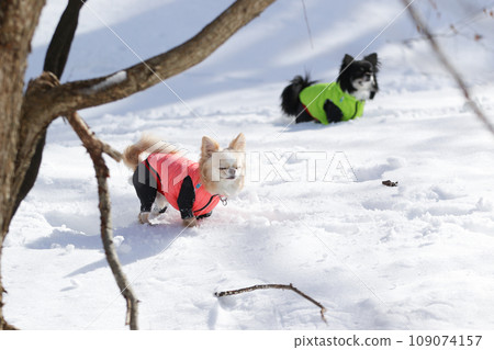A cream-colored Chihuahua wearing clothes looks cold and frozen 109074157