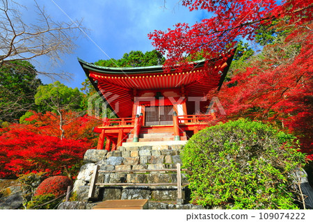 [Kyoto Prefecture] Autumn leaves at Bentendo Hall of Daigoji Temple on a clear day 109074222