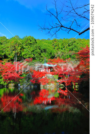 [Kyoto Prefecture] Symmetrical autumn leaves at Daigoji Temple (Benten Pond, Benten Bridge, and Bentendo) 109074242
