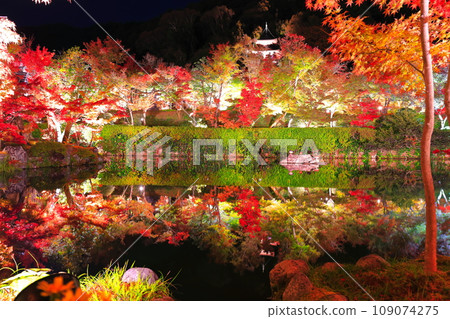 [Kyoto Prefecture] Symmetrical Eikando Tahoto Pagoda and autumn leaves illuminated (special night viewing) 109074275