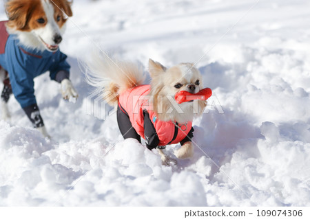 米色吉娃娃在雪地上玩耍,嘴裡叼著玩具 米色吉娃娃在雪地上玩耍,嘴裡叼著玩具 109074306