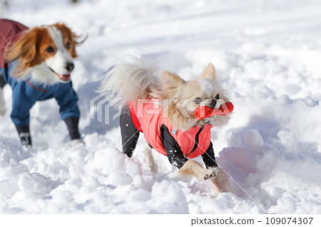 米色吉娃娃在雪地上玩耍,嘴裡叼著玩具 米色吉娃娃在雪地上玩耍,嘴裡叼著玩具 109074307