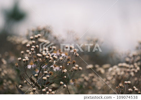 A cluster of sawflowers A cluster of sawflowers 109074538