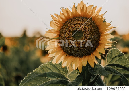 Bright Sunflower Flower: Close-up of a sunflower in full bloom, creating a natural abstract background. Summer time. Field of sunflowers in the warm light of the setting sun. Helianthus annuus. Bright Sunflower Flower: Close-up of a sunflower in full bloom, creating a natural abstract background. Summer time. Field of sunflowers in the warm light of the setting sun. Helianthus annuus. 109074631