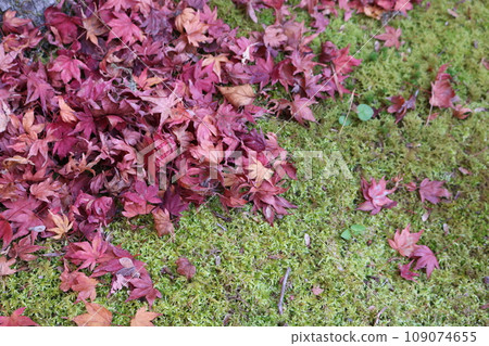 Withered leaves of kaede Momiji 109074655