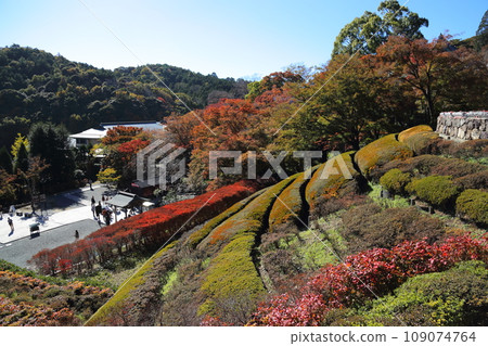 Katsuoji Temple, November [Mino City, Osaka Prefecture/Saigoku Sanjusansho No. 23] 109074764