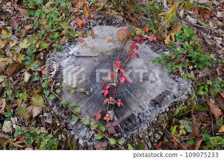 Autumn leaves of stumps and climbing plants 109075233