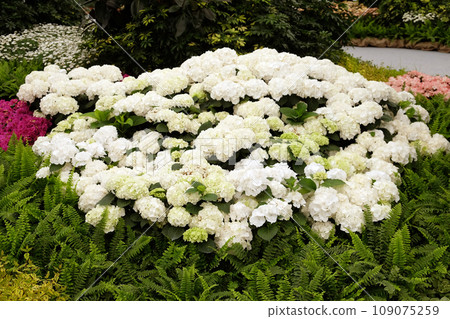 Flowers in the garden 109075259