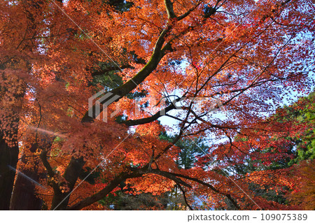 Autumn leaves of maple against the blue sky 109075389