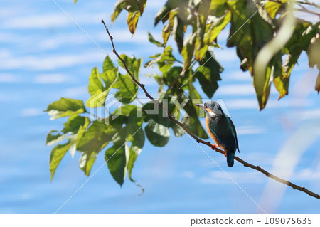 Kingfisher perched on a branch, bright light blue water surface 109075635