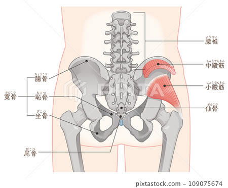 gluteus minimus, gluteus medius, hip joint, pelvis, muscle, illustration 109075674