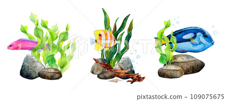 Fish, algae and stones bottom set. Watercolor illustration of underwater seascape with rocks and seaweed on white background. Pebble, surgeon, butterfly and friedman fish in fishtank or aquarium Fish, algae and stones bottom set. Watercolor illustration of underwater seascape with rocks and seaweed on white background. Pebble, surgeon, butterfly and friedman fish in fishtank or aquarium 109075675