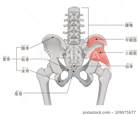 臀小肌、臀中肌、髖關節、骨盆、肌肉、插圖 109075677