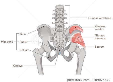 gluteus minimus, gluteus medius, hip joint, pelvis, muscle, illustration 109075679