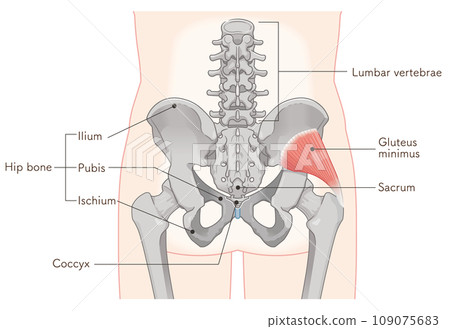 gluteus minimus, hip joint, pelvis, muscle, illustration gluteus minimus, hip joint, pelvis, muscle, illustration 109075683
