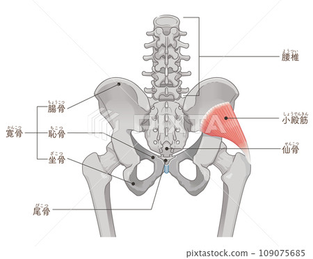 gluteus minimus, hip joint, pelvis, muscle, illustration gluteus minimus, hip joint, pelvis, muscle, illustration 109075685