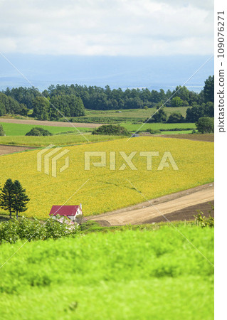 北海道美瑛「信榮之丘展望公園」的景色 109076271
