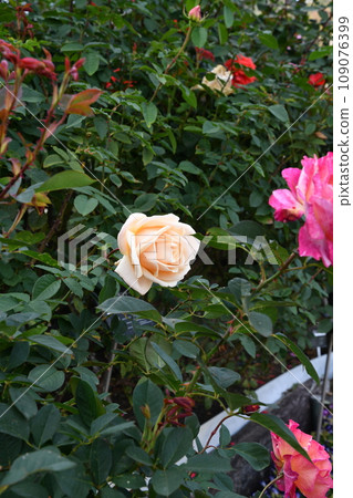 ≪Tochigi Prefecture≫ Roses blooming in a park in Tochigi 109076399