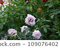 ≪Tochigi Prefecture≫ Roses blooming in a park in Tochigi 109076402