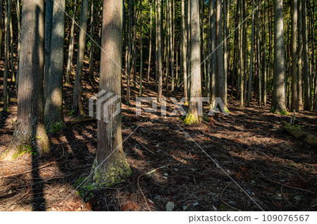 Coniferous forest in Kyoto 109076567