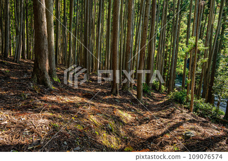 Coniferous forest in Kyoto Coniferous forest in Kyoto 109076574