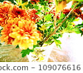 fresh orange chrysanthemum flowers 109076616