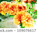 fresh orange chrysanthemum flowers 109076617