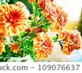 fresh orange chrysanthemum flowers 109076637