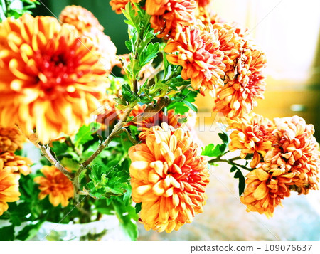 fresh orange chrysanthemum flowers 109076637