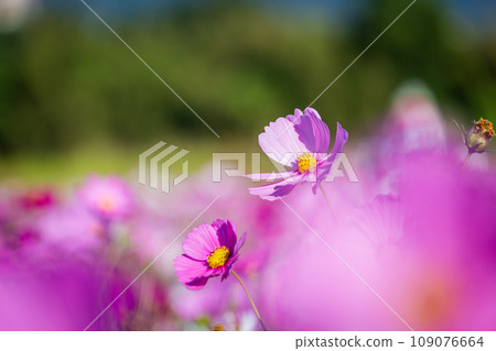 Cosmos Cosmos 109076664