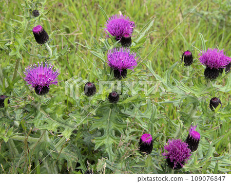 Noa thistle in Higotai Park, Tajiri, Yamamura, Aso District, Kumamoto Prefecture 109076847