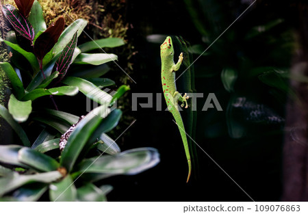 Cute little lizard on the window aquarium 109076863